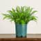23in. UV Resistant Artificial Boston Fern Plant with Real Touch Leaves (Indoor/Outdoor)